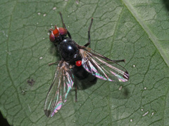 Seioptera vibrans