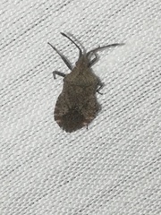 Villasitocoris inconspicuus