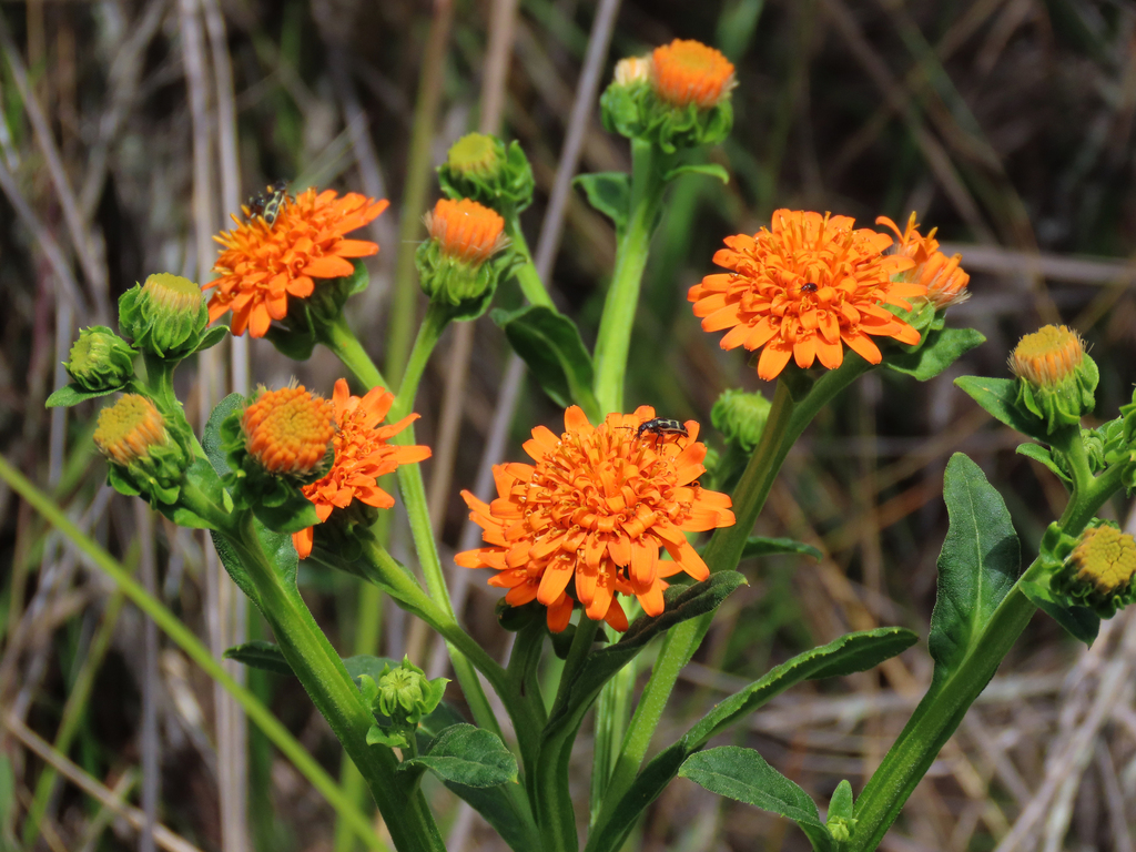 Trixis glaziovii