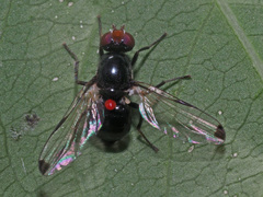 Seioptera vibrans