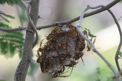 Polistes carnifex carnifex