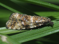 Phiaris micana