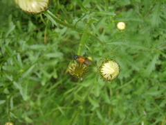 Arge cyanocrocea