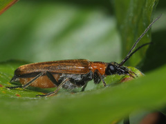 Anogcodes rufiventris