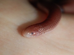 Rena humilis humilis