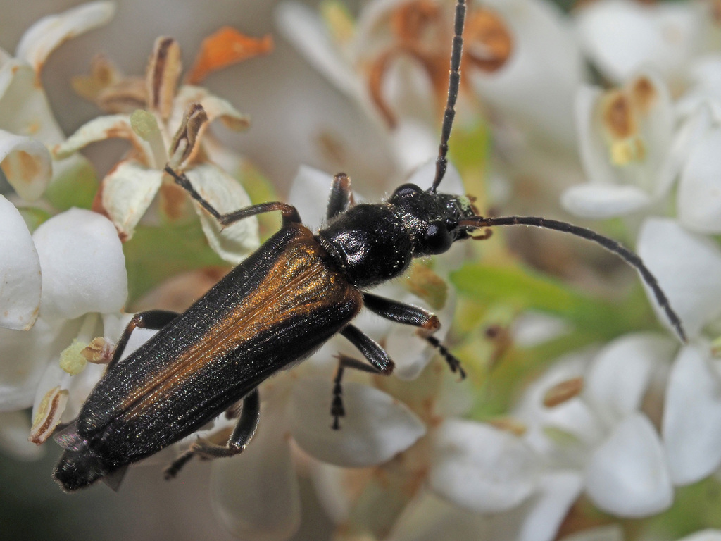 Anogcodes rufiventris
