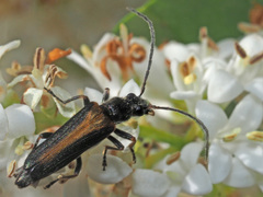 Anogcodes rufiventris