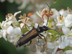 Anogcodes rufiventris