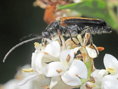 Anogcodes rufiventris