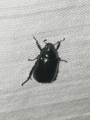 Paranomala cincta