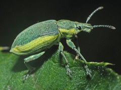 Chlorophanus viridis