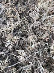 Cladonia stygia