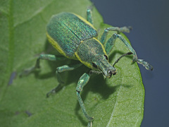 Chlorophanus viridis
