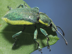 Chlorophanus viridis