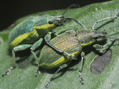 Chlorophanus viridis