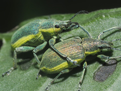 Chlorophanus viridis