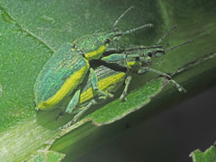 Chlorophanus viridis