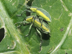 Chlorophanus viridis