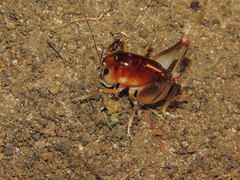 Apotetamenus clipeatus