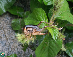 Apotetamenus clipeatus