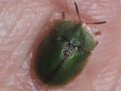 Cassida rubiginosa