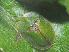 Cassida rubiginosa