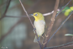 Zosterops simplex simplex