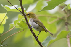 Zosterops simplex simplex