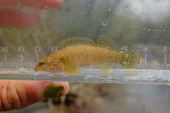 Caney Fork Darter photo 5