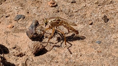Diogmites angustipennis