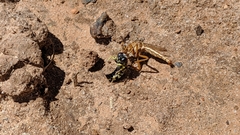 Diogmites angustipennis