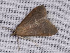 Pyrausta atropurpuralis