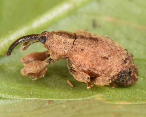 Ligustrum Seed Weevil