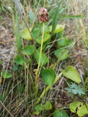 Triantha occidentalis