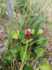 Triantha occidentalis