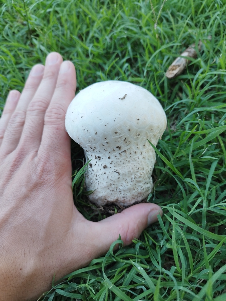 Calvatia cyathiformis · March 2025 · photo: © seba_fornes (iNaturalist, cc-by)