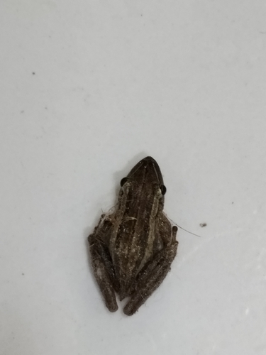 long-snouted treefrog, Scinax squalirostris
