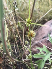 Cyperus squarrosus
