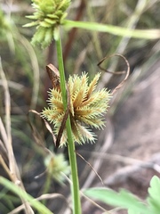 Cyperus squarrosus