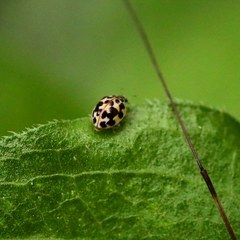 Psyllobora vigintimaculata