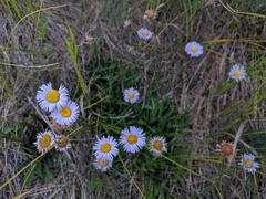Erigeron glabellus pubescens