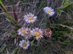 Erigeron glabellus pubescens