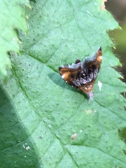 Prochoreutis inflatella