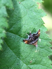 Prochoreutis inflatella