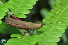 Copiocera surinamensis