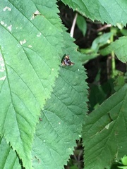 Prochoreutis inflatella