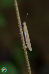 Copiocera surinamensis