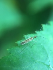 Dicyphus famelicus