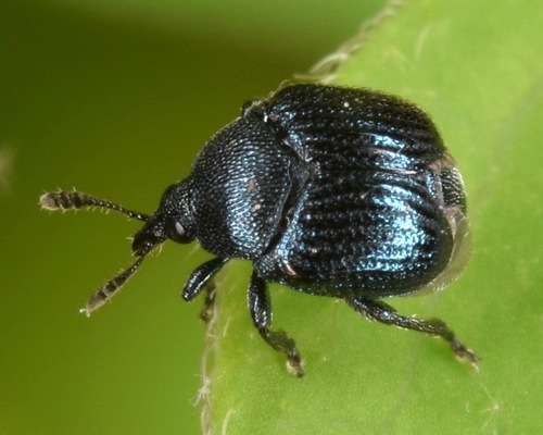 Pterocolus ovatus (J.C.Fabricius, 1802)