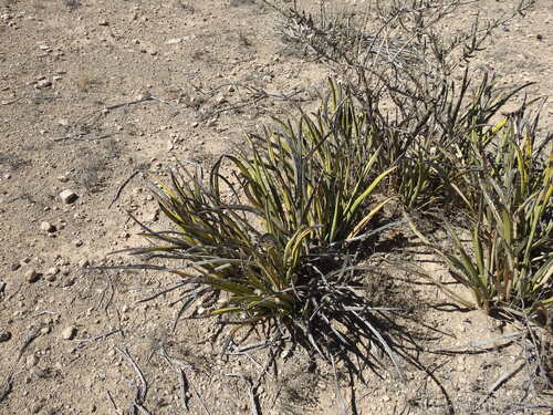 Image of Yucca endlichiana by (c) Leticia Jiménez Hernández, some rights reserved (CC BY-SA)
